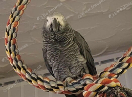 African grey parrot clifton