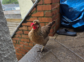 Cream legbar hens