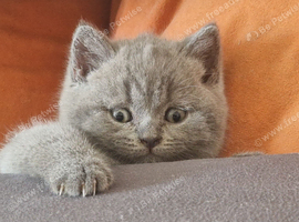 3 lovely  kittens looking for new home