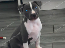 Blue Staffordshire bull terrier puppy