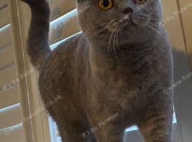 Scottish fold x British shorthair