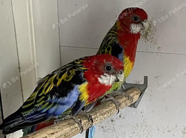 Proven pair Eastern Rosella