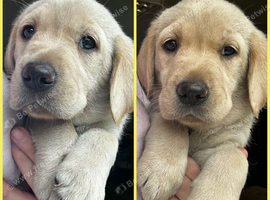 Gorgeous Goldador Puppies