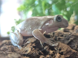 Blue Eyed Snowflake Whites at Birmingham Reptiles