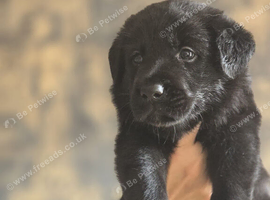 German shepherd x Labrador puppies