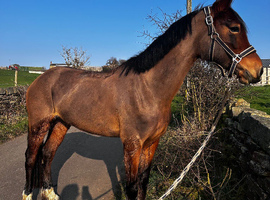 The vivienne(Robin)