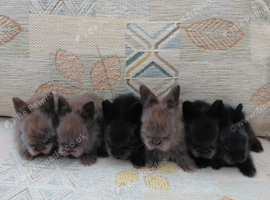 Beautiful dm lionheads to reserve