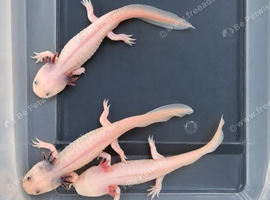 Axolotls &pound;10 each