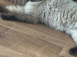 Seal point female ragdoll