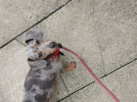 Miniature dachshound