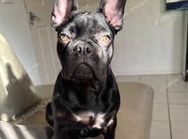 Chocolate French bulldog stud
