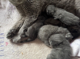 Beautiful British blue cross