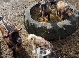Pygmy goat weathers