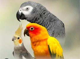 unwanted or problem parrots we re-home any unwanted or problem parrots