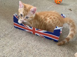 Ginger male kitten