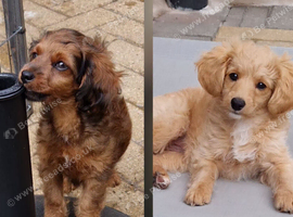 LAST TWO Cavapoochon pups, ready to leave