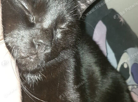 Male cat