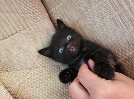 Mix-persian-british shorthair fluffy kittens