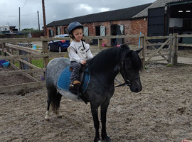 Beautiful 3 year old section a mare