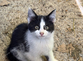 3 adorable kittens looking for their forever home