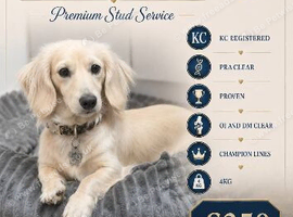 Quality Stud dogs available