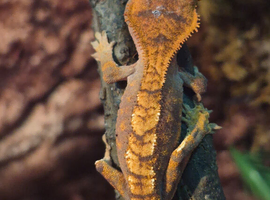 2 crested geckos