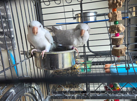 Pair of Quakers