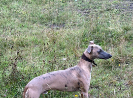 Whippet dog up for stud