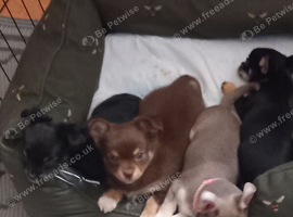 Chihuahua puppies