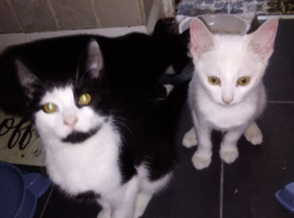 Black and white kittens for sale 16 weeks