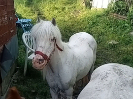 Sweet spotted project mare
