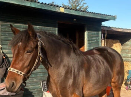 15.1 bay mare 6 years old