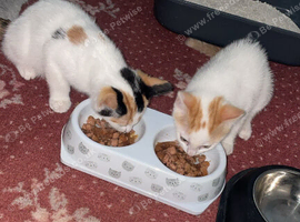 Two girl kittens