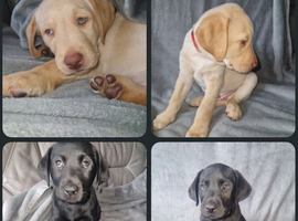 2 golden labs and 2 black labs