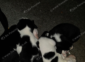 Border collie pups