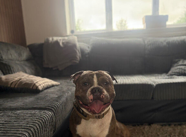 Diesel- pocket bully stud