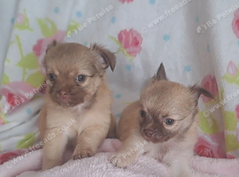 Long coat Tan/Blond and Chocolate Tri coloured chihuahua puppies