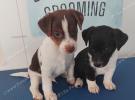 Jack Russell puppies 2 boys left