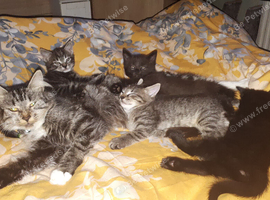 3 kittens ready for there forever homes