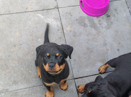 Beautiful Rottie girl