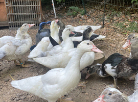 Muscovy ducklings
