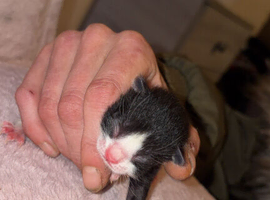 3 beautiful kittens
