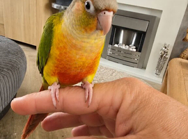 Handreared baby Conures