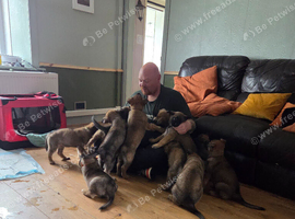 German shepherd  crossed malinois