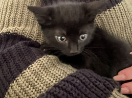 Black Kittens