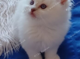 Stunning gccf registered ragdoll kittens/price reduced