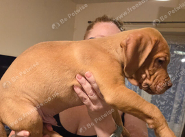 2x Male mastiff mix puppies