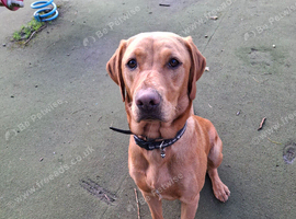 Labrador looking for her forever home