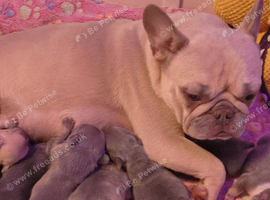 Beautiful french bulldog