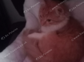 Ginger and white female